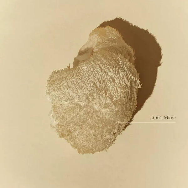 SuperFeast Lion's Mane 250g Brain & Nerve Protection